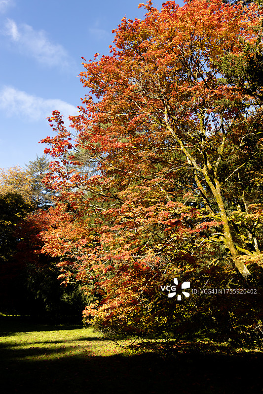 英国格洛斯特郡韦斯顿伯特植物园的秋叶变色景观图片素材
