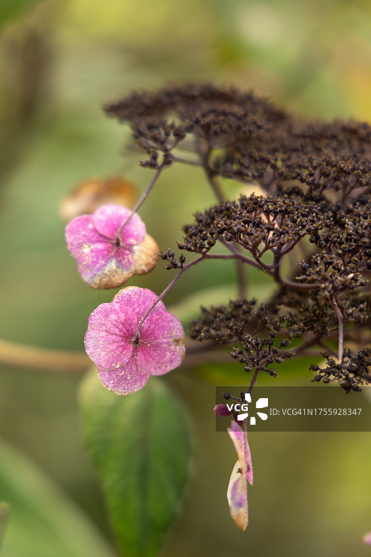 英国格洛斯特郡韦斯顿伯特植物园的秋叶变色景观图片素材