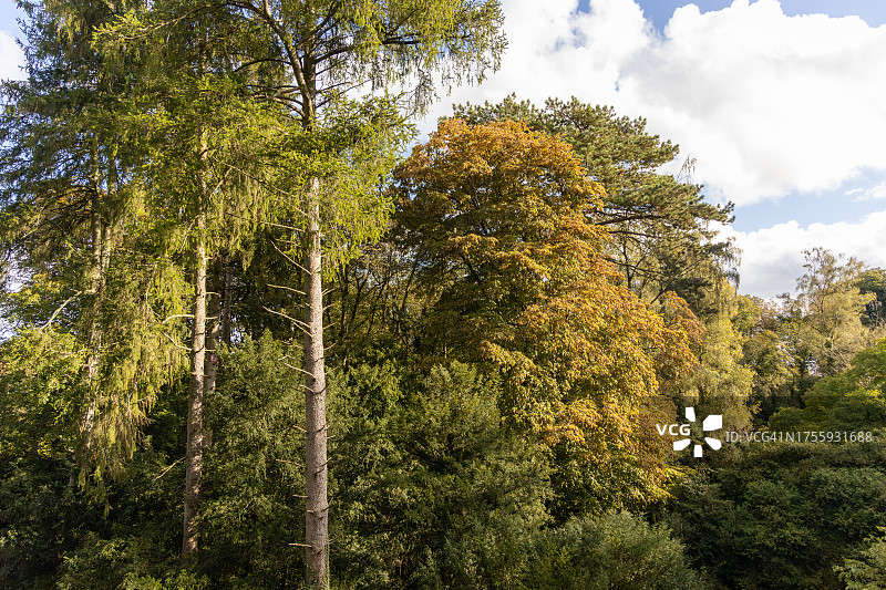 英国格洛斯特郡韦斯顿伯特植物园的秋叶变色景观图片素材