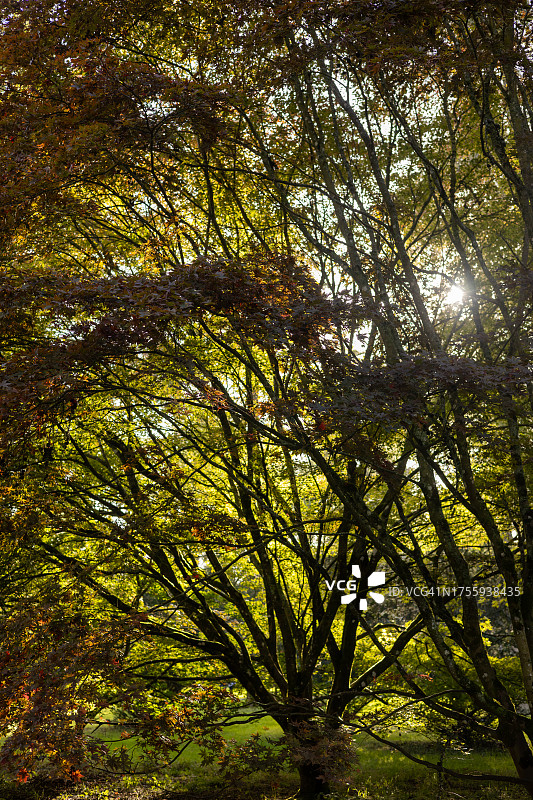 英国格洛斯特郡韦斯顿伯特植物园的秋叶变色景观图片素材