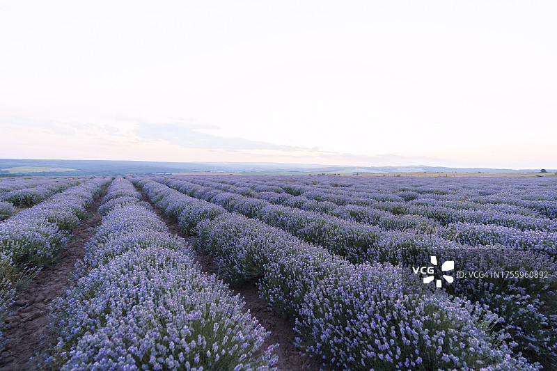 天空下的薰衣草花田图片素材