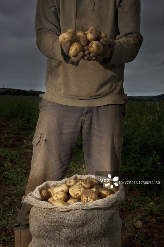 农民站在田里，手里拿着土豆图片素材