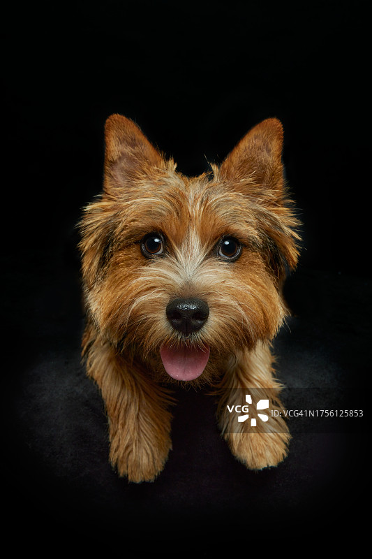 可爱的表情，有趣的表情，微笑，诺威奇梗犬，工作室拍摄图片素材