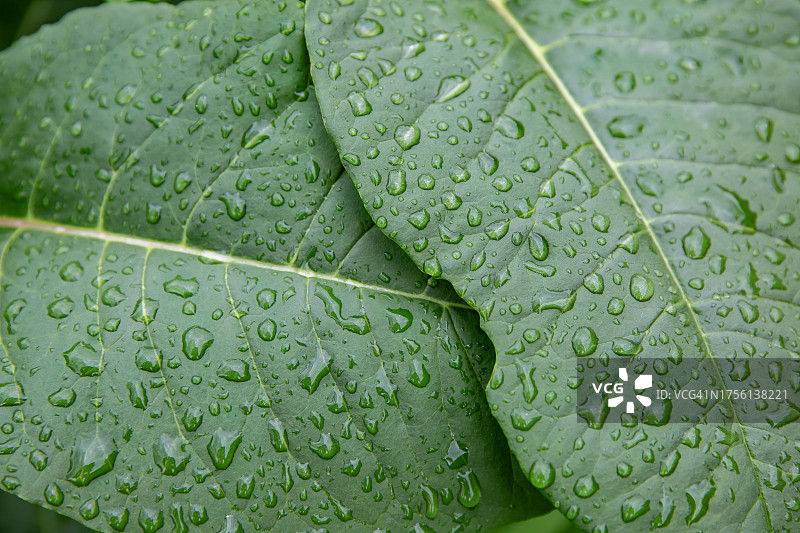 落在草叶上的雨滴图片素材