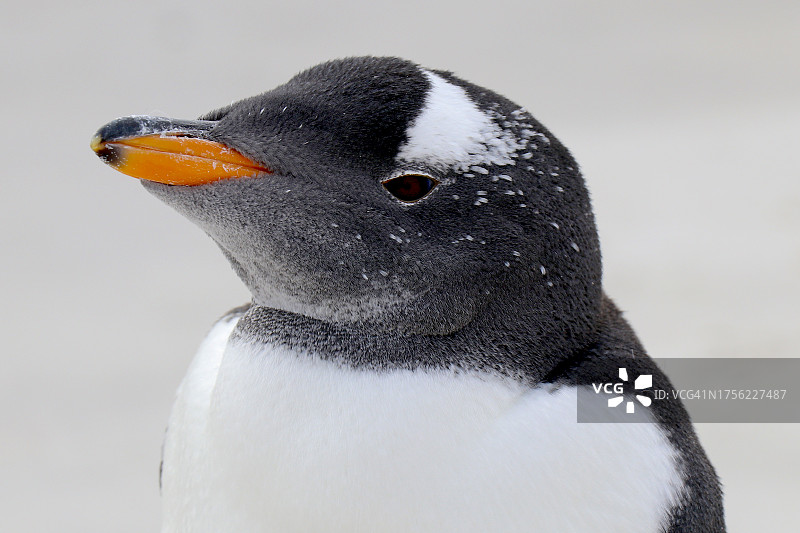 幼年巴布亚企鹅特写图片素材