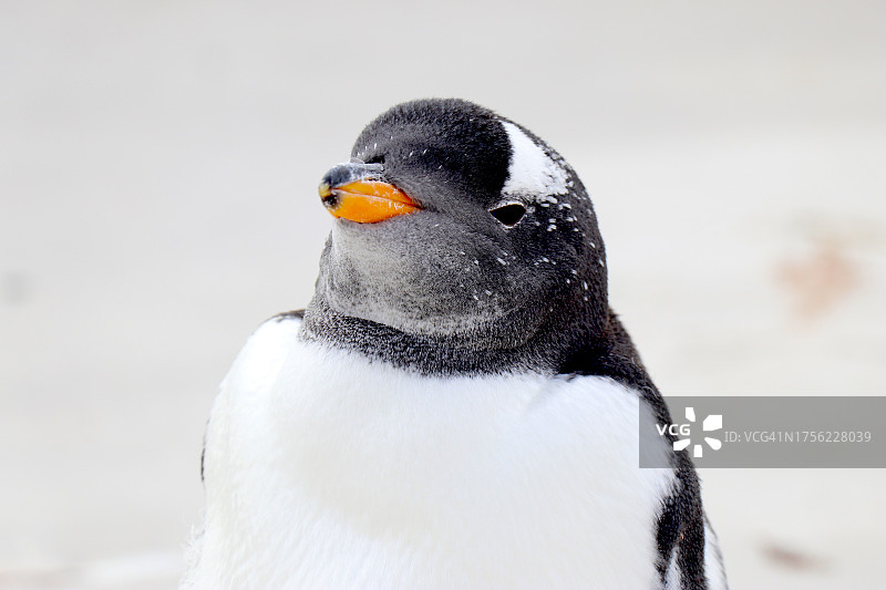 幼年巴布亚企鹅半身特写图片素材