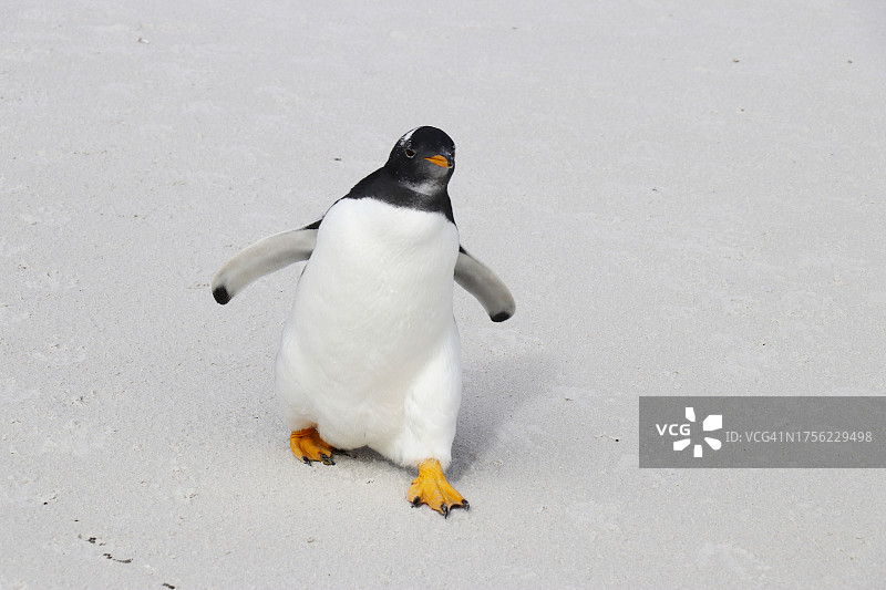 可爱的巴布亚企鹅展开翅膀向前走图片素材
