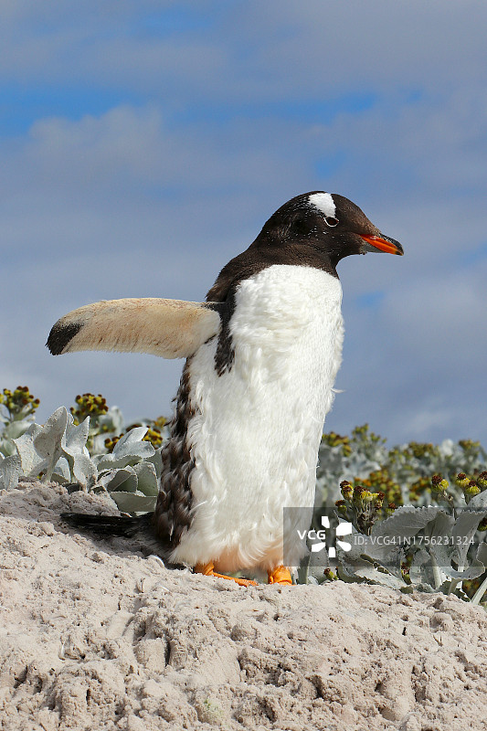 沙丘上蓬松的巴布亚企鹅图片素材