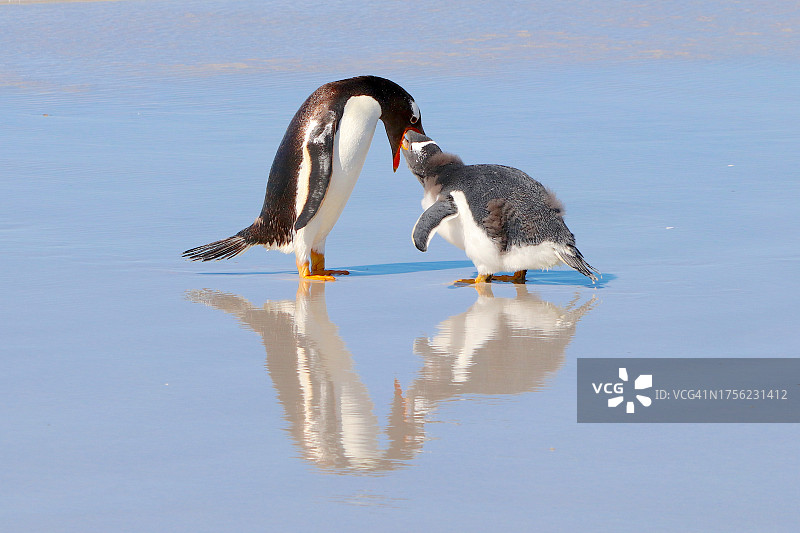 巴布亚企鹅喂食幼鸟图片素材