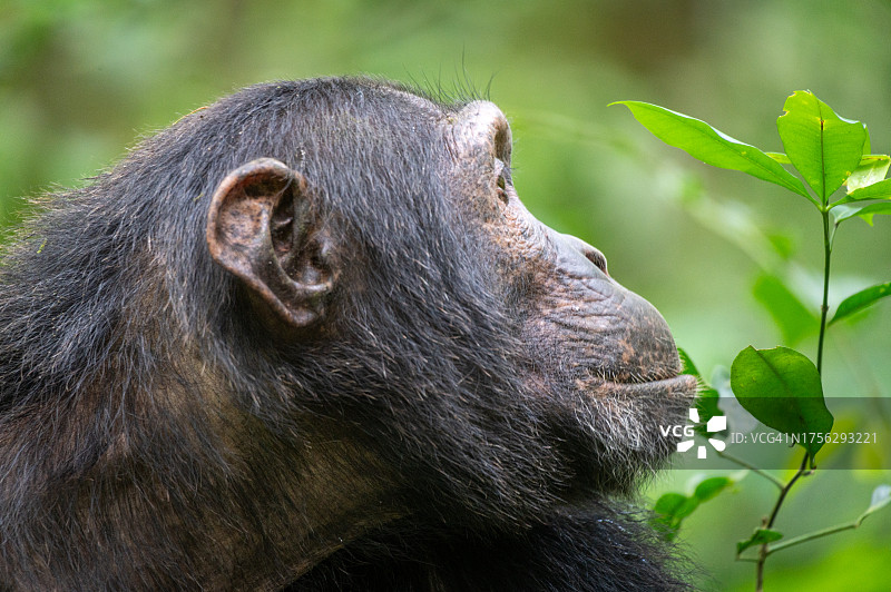 野外黑猩猩头部特写图片素材