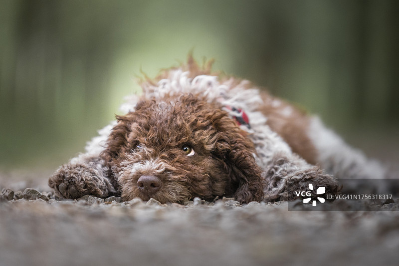 在意大利莱科，躺在人行道上的拉戈托罗马阁偌犬的可爱幼犬图片素材