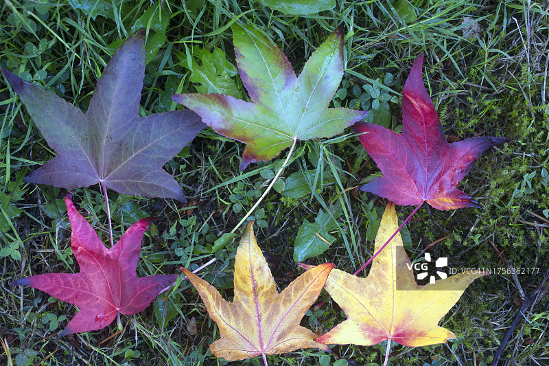 彩色树叶图片素材