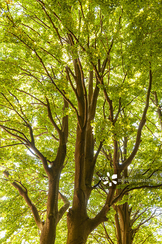 托斯卡纳的树林图片素材