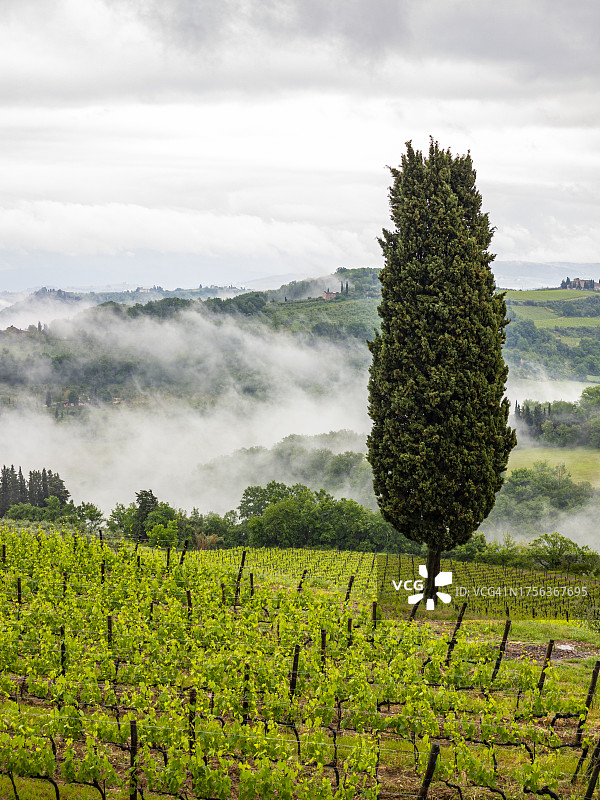 托斯卡纳圣卡西亚诺附近的葡萄园图片素材