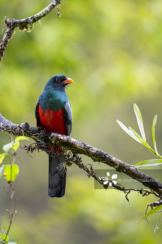 灰尾咬鹃图片素材