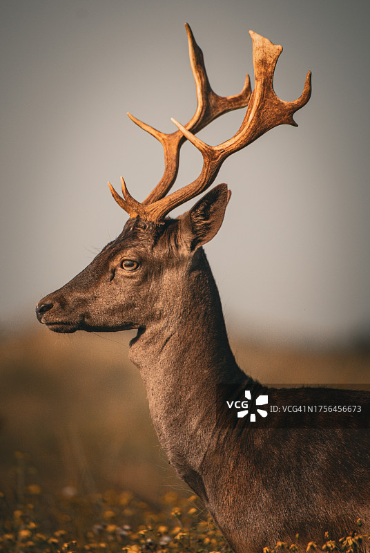 荷兰赞德沃特田野上红白色物体的侧视图图片素材
