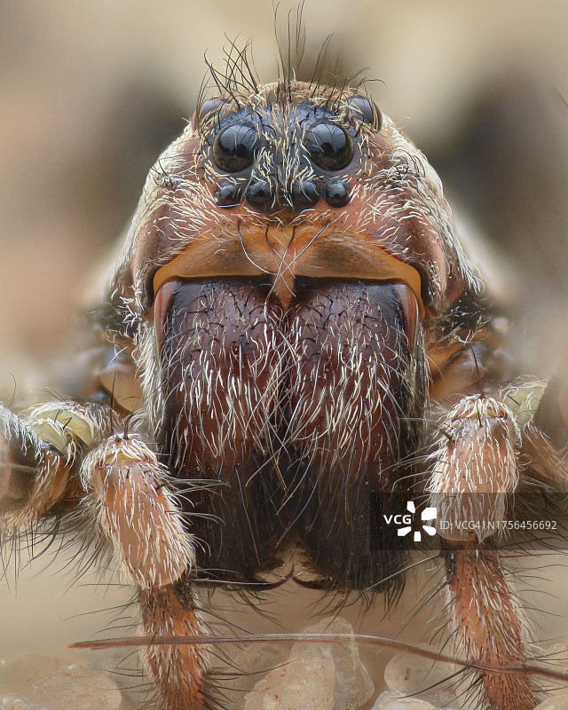 蜘蛛特写图片素材