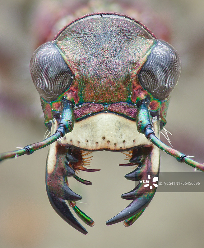 昆虫在植物上的特写图片素材