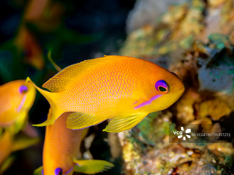 水族馆中游动的热带蝴蝶鱼特写图片素材
