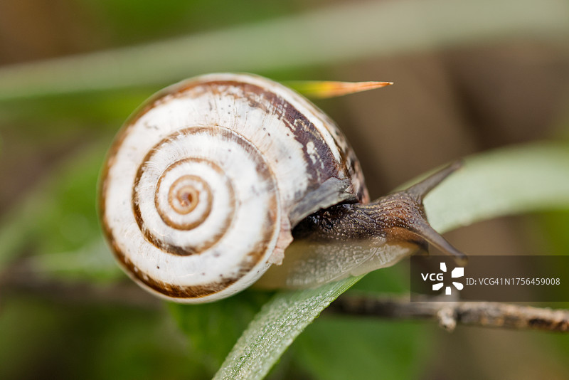 西班牙赫罗纳菲格雷斯，树叶上的蜗牛特写图片素材