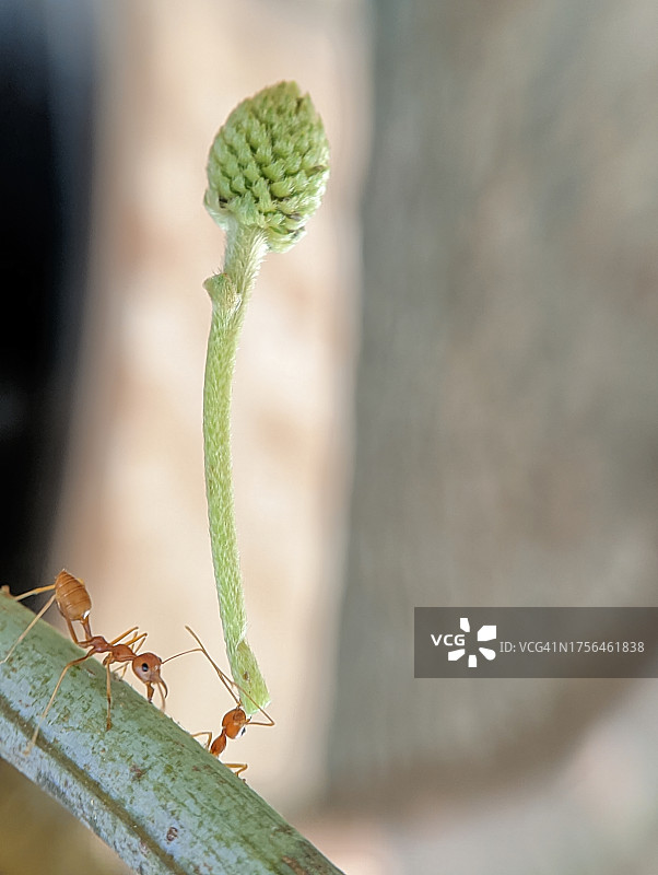 叶子上的蚂蚁特写图片素材