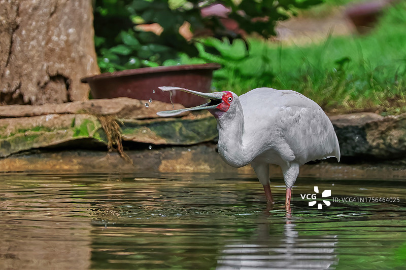 湖中鹮的特写图片素材