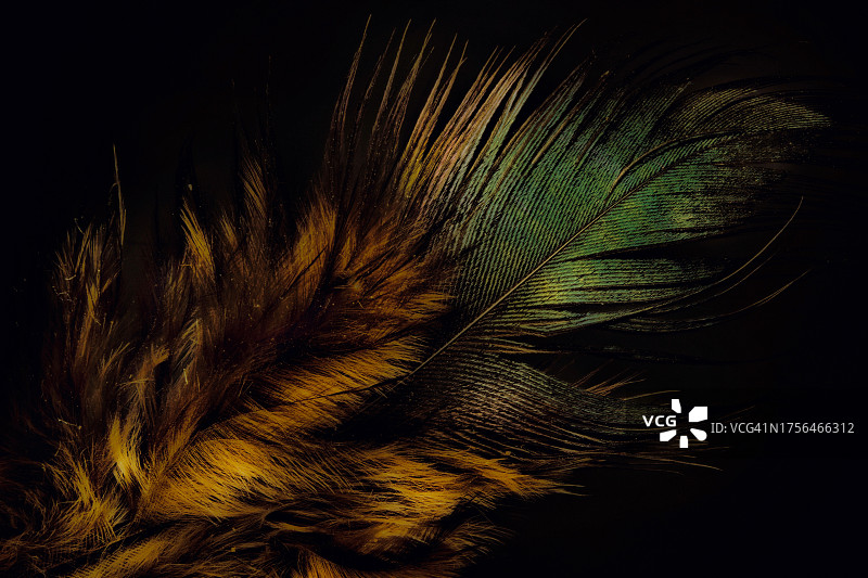 黑色背景下的羽毛特写图片素材