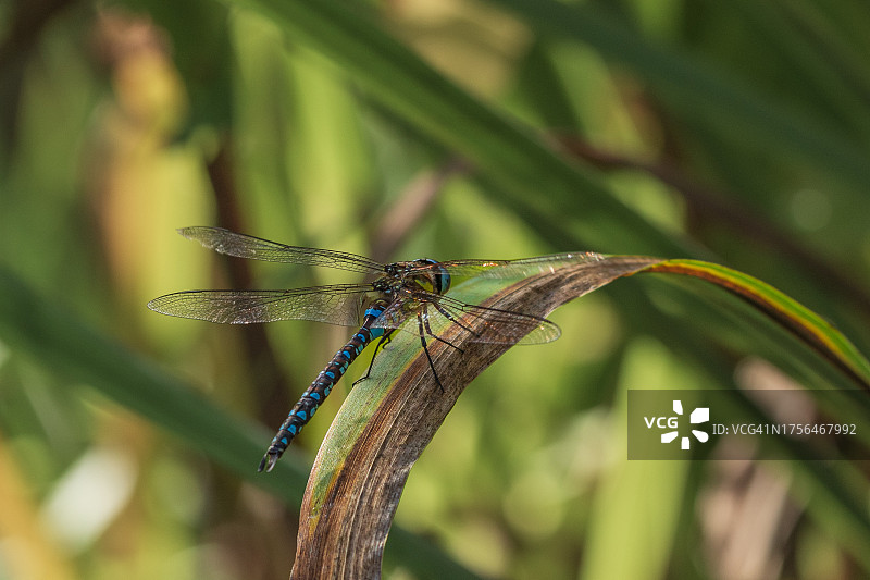 植物豆娘特写，英国里士满图片素材