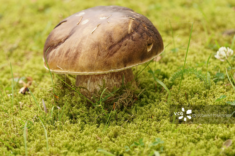 芬洛地区生长的蘑菇特写，荷兰图片素材