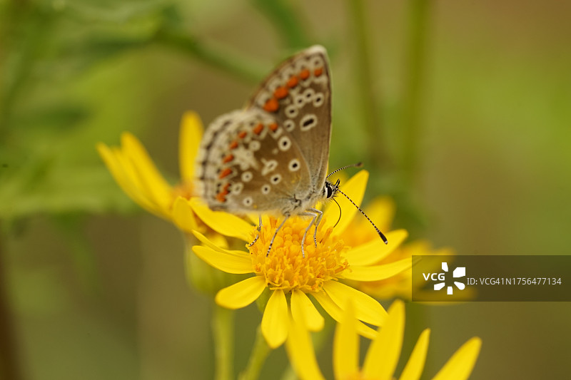 特写：蝴蝶在黄色花朵上采蜜，芬洛，林堡，荷兰图片素材