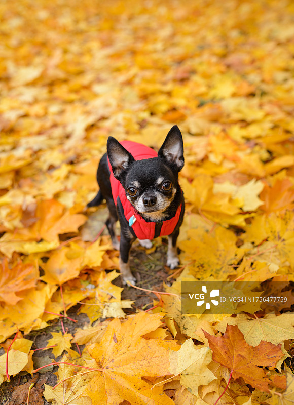 乌克兰秋叶上的吉娃娃犬肖像图片素材