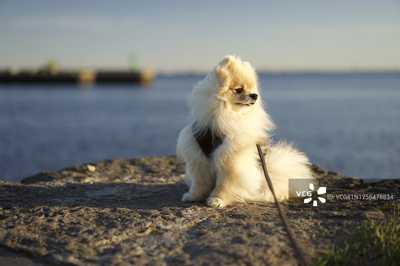 博美犬坐在海边岩石上的特写图片素材