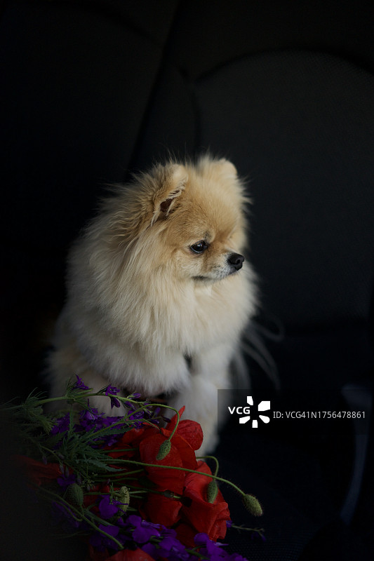 黑色背景上的博美犬特写图片素材