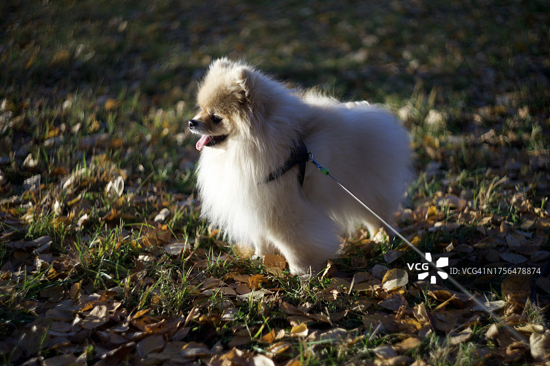 田野上的博美犬特写图片素材