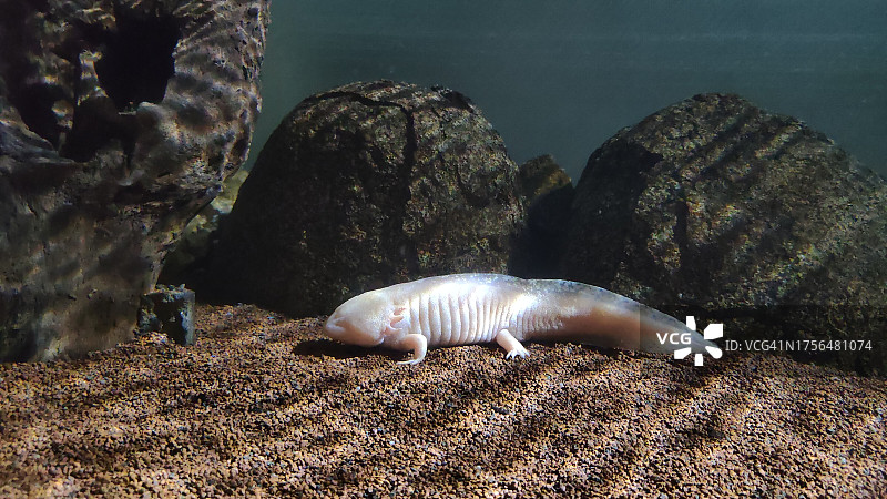 鱼在海里游泳的特写图片素材