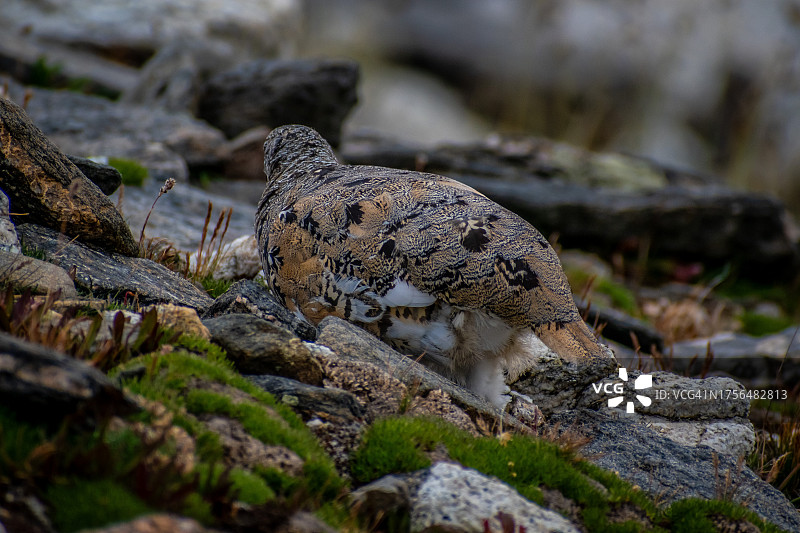 美国科罗拉多州岩石上的蜥蜴特写图片素材