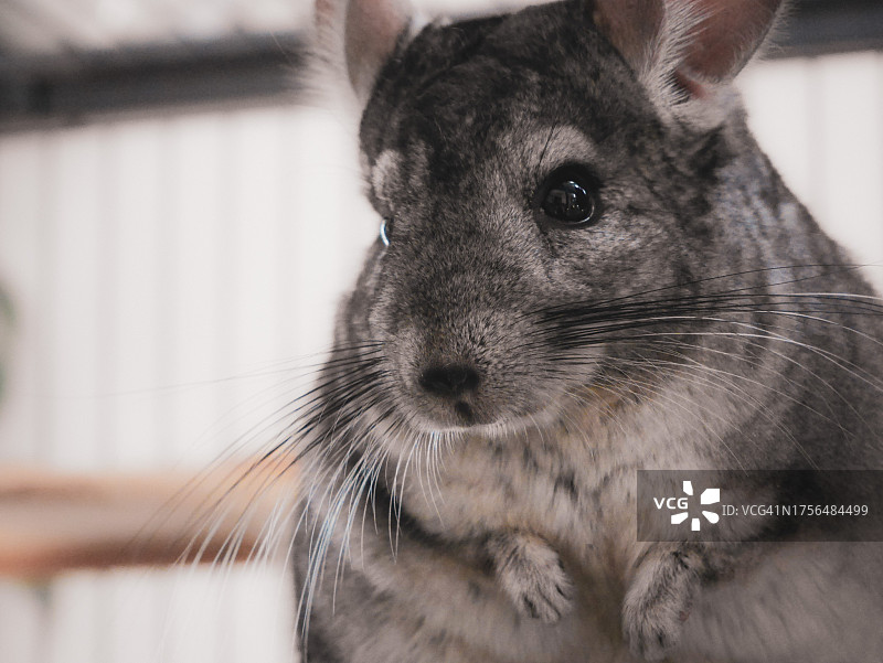 兔子特写图片素材