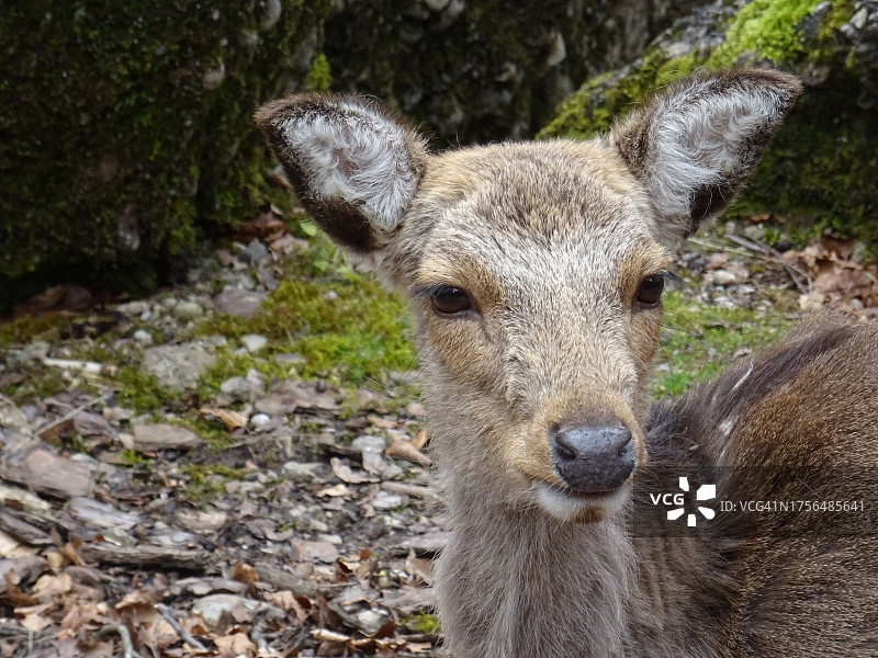 田野上站立的狍鹿特写图片素材
