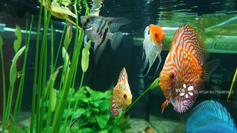 水族箱中游动的鱼特写图片素材