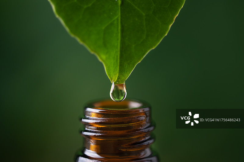 叶子上水滴的特写图片素材