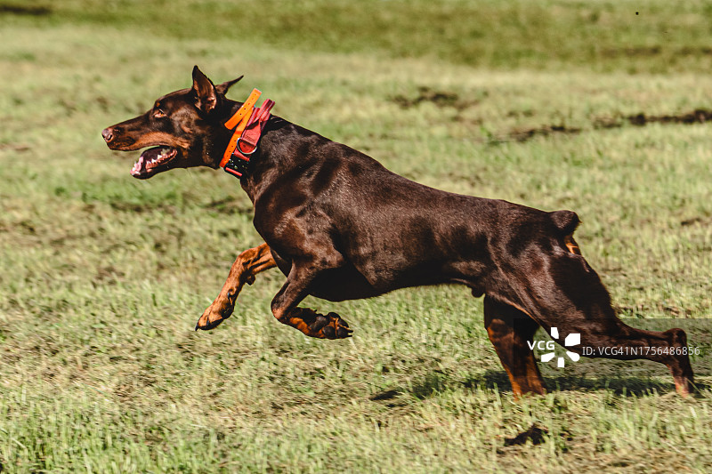 杜宾犬在田野上奔跑的侧视图图片素材