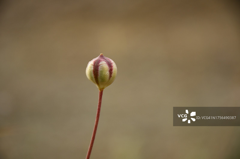 花蕾特写图片素材