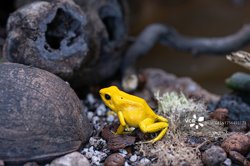 岩石上的青蛙特写图片素材