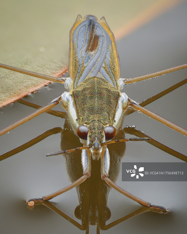 昆虫特写图片素材