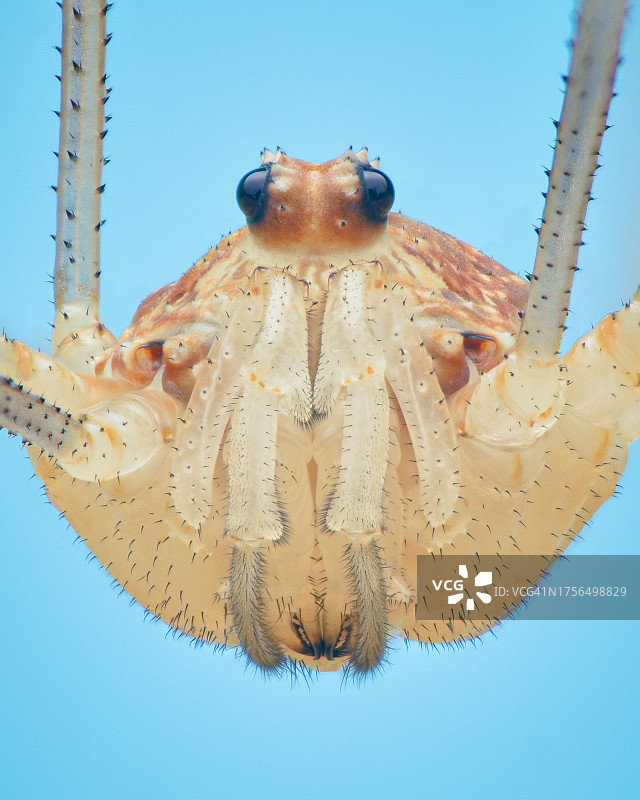 蓝色背景上的昆虫特写图片素材