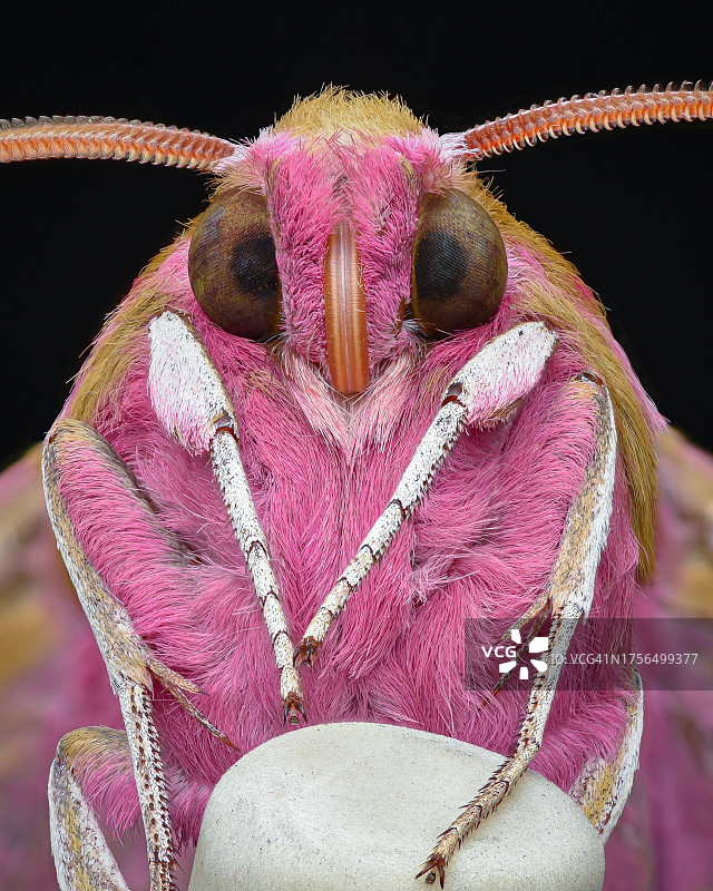 粉色背景上的蜘蛛特写图片素材