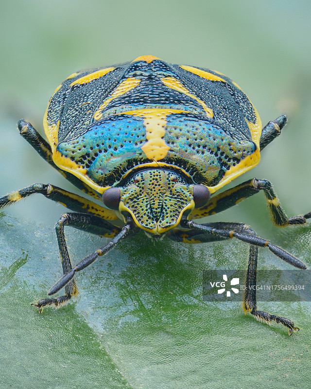 树叶上的昆虫特写图片素材