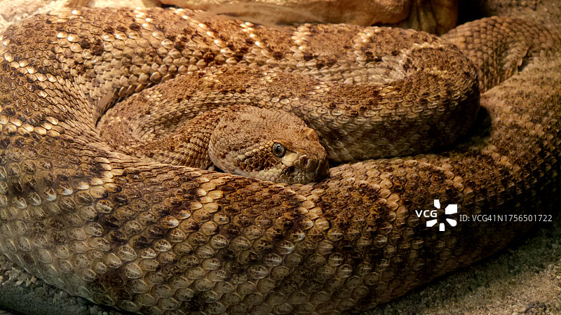美国亚利桑那州西部菱斑响尾蛇特写图片素材