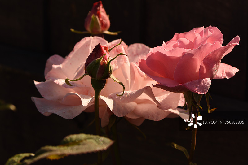 英国塔尔伯特港的粉色玫瑰特写图片素材