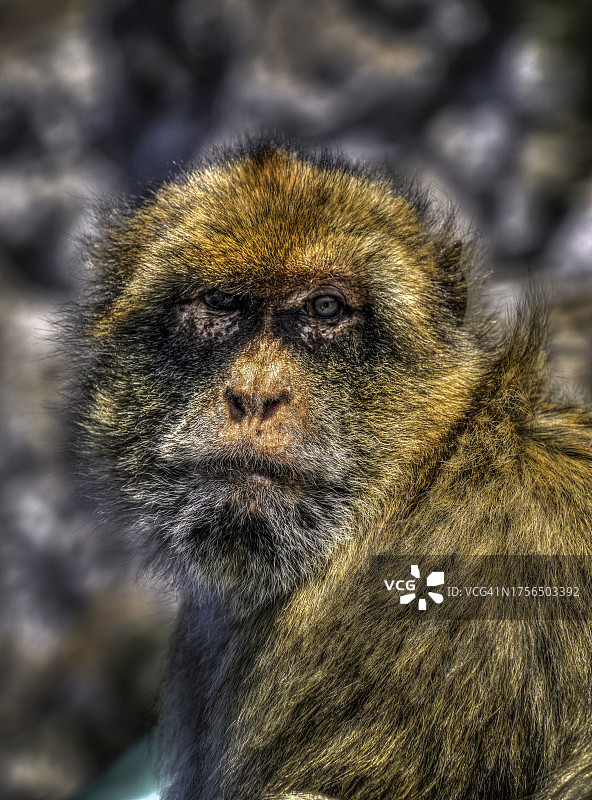日本猕猴特写，直布罗陀图片素材